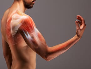 Anatomical Arm Muscle on a Man