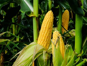 Ear of Corn on Plant